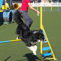 Ob odprtju poligona so priredili prijateljsko agility tekmo.