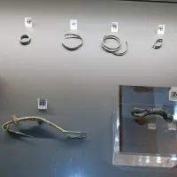 Med predmeti iz Trsta je tudi bronasta fibula  (na podstavku) z 
najdišča Na Dobcu blizu Šentviške Gore. 