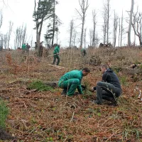 Prostovoljci pri Postojni posadili 2100 mladih dreves