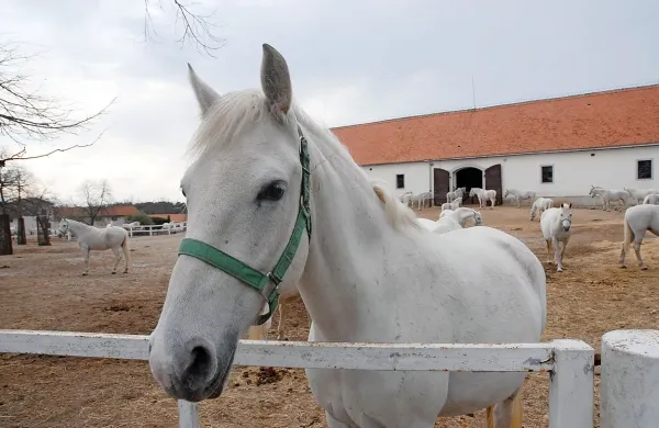 V kobilarni vztrajajo, da je bila skupna paša žrebcev in kobil 
pravilna ter da javnosti niso zavajali.