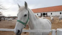 V kobilarni vztrajajo, da je bila skupna paša žrebcev in kobil 
pravilna ter da javnosti niso zavajali.