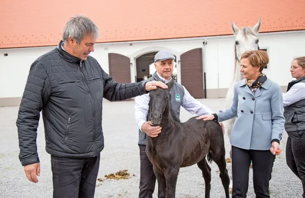 Župan Škabar boter žrebička Conversana
