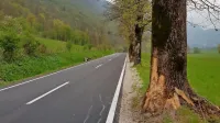 Po ugotovitvah direkcije za infrastrukturo in zavoda za varstvo 
kulturne dediščine bi morala ograja stati en meter stran od debel 
dreves.