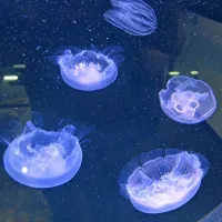 Elegantno gibanje meduz pritegne poglede obiskovalcev. 