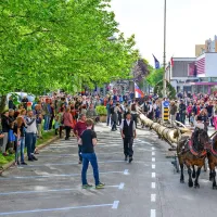 Danes bodo ob 16.3o v Novo Gorico s Trnovega pripeljali Goriški 
mlaj.