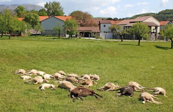 Volkovi so v noči na 1. maj napadli ovčjo čredo v neposredni bližini 
vasi.