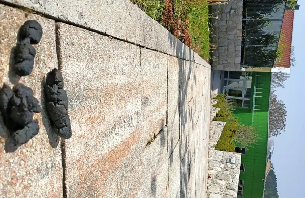 Pasji iztrebki motijo sprehajalce po Sežani.