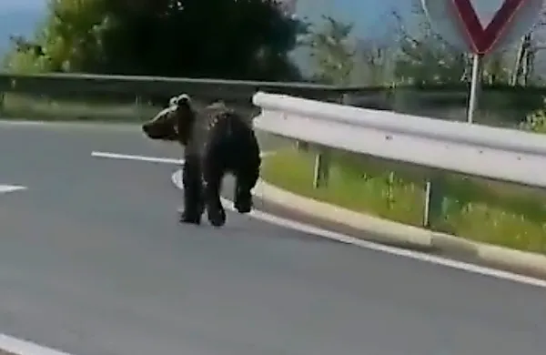 Poldrugo leto star medved je v iskanju novega prostora zašel na 
avtocestni izvoz pri Postojni.