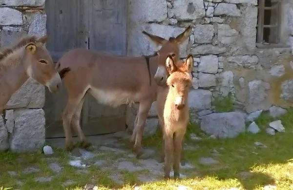 Vrata v 'stan' na Planini Sužid so postavili že leta 1883.
