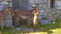 Vrata v 'stan' na Planini Sužid so postavili že leta 1883.