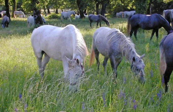 V Lipici zdaj pravijo, da bodo konji  junija ali julija na ogled na 
posebni predstavitvi, na kateri bodo kupci imeli možnost oddaje 
ponudb oziroma licitiranja konjev.