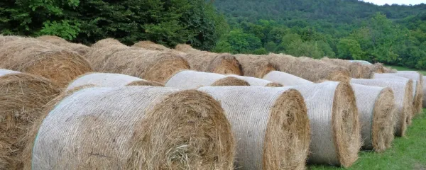 Zakaj se naša materinščina deli na množico narečij?