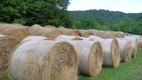 Zakaj se naša materinščina deli na množico narečij?