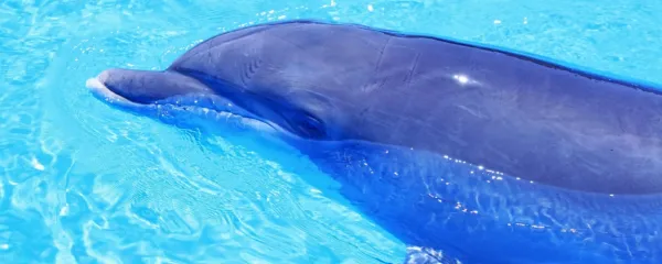 Delfini in drugi morski sesalci so zelo ogroženi.