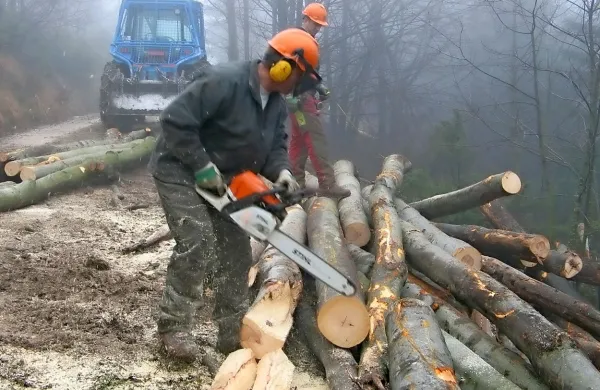 Septembra leta 2014 se je v gozdu na Tolminskem smrtno 
ponesrečil gozdar, sodišče pa je za to kaznovalo njegovega 
delodajalca (fotografija je simbolična). 