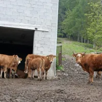 Namesto na  pašniku je živina v hlevu. “To ni več prosta reja,” pravi 
Franc Čemažar, ki ga  čaka negotova prihodnost. 