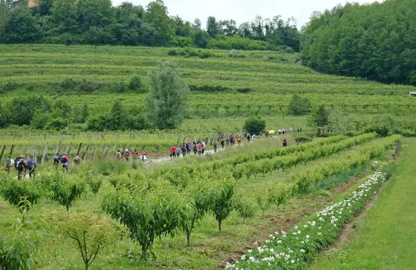 Pohod Od češnje do češnje pohodnike popelje skozi briške vasice, 
vinograde in sadovnjake.
