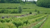 Pohod Od češnje do češnje pohodnike popelje skozi briške vasice, 
vinograde in sadovnjake.