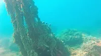 Ne le plastika, tudi izgubljeno in zavrženo ribolovno orodje ogroža morsko raznolikost.