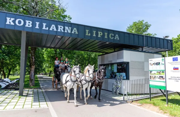 Andreas in Ute Matern sta včeraj s štirimi belimi slovenskimi in 
enim črnim hrvaškim lipicancem  krenila na pot proti Dunaju.