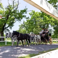 Z vprego iz lipiške kobilarne na Dunaj