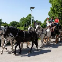 Z vprego iz lipiške kobilarne na Dunaj