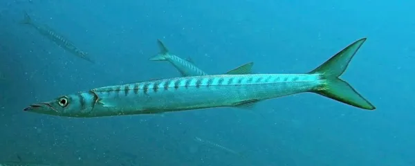 Barakuda je v našem morju čedalje bolj reden gost.