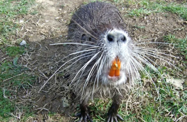 Na nutrije smo se v Kopru že navadili, srečujemo jih na Bonifiki, ob 
Badaševici in drugih kanalih, pri avtobusni postaji in na bregovih 
zatoka.