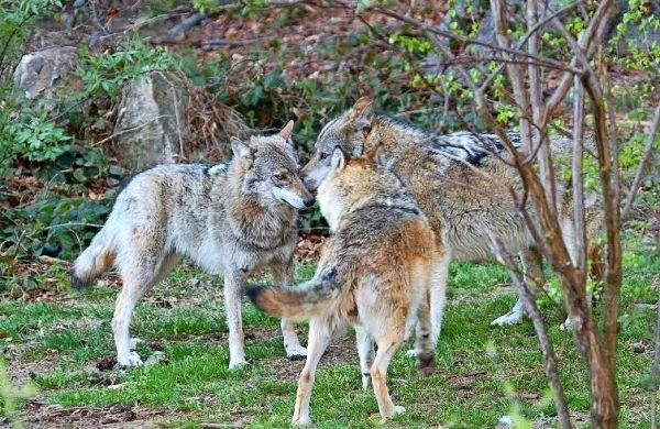 Interventni zakon predvideva odstrel enajstih volkov.