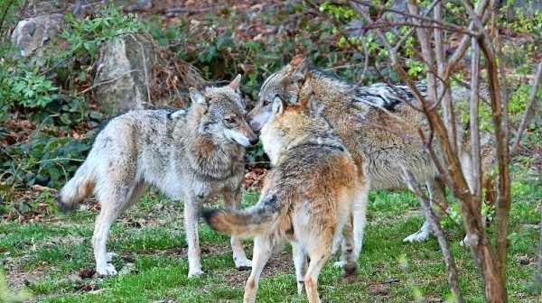 Interventni zakon predvideva odstrel enajstih volkov.