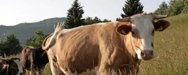 Za proizvodnjo enega kilograma mesa je potrebnih 323 kvadratnih metrov pašnikov, do 16 kilogramov žita in do 15.000 
litrov vode.