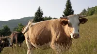 Za proizvodnjo enega kilograma mesa je potrebnih 323 kvadratnih metrov pašnikov, do 16 kilogramov žita in do 15.000 
litrov vode.