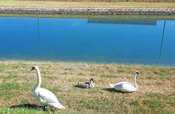 Labodja družina si je zatočišče našla ob Badaševici.