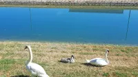 Labodja družina si je zatočišče našla ob Badaševici.