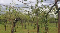 Največ škode je toča povzročila  v Škrbini v vinogradih z latniki. Ti 
so zdaj skoraj povsem goli. 