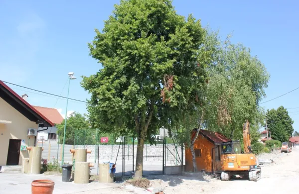 Na občini pravijo, da v Hraščah dveh lip, od katerih so eni med deli 
sicer že poškodovali korenine (na fotografiji), niso nameravali 
posekati, bodo pa odstranili štiri breze.