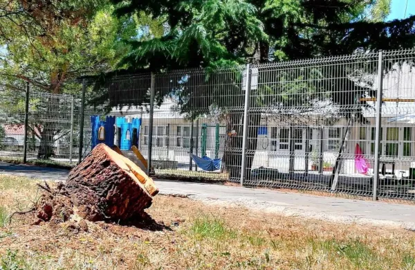 Je padcu pinije “pripomogla” človeška roka?
