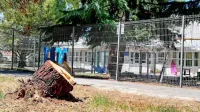 Je padcu pinije “pripomogla” človeška roka?
