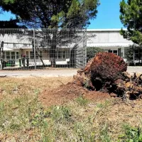 Je padcu pinije “pripomogla” človeška roka?