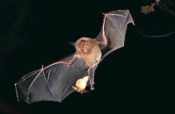 Netopirji, skrivnostna nočna bitja