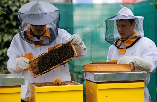Vreme je čebelarjem  letos odneslo dobršen del pridelka, zato si 
obetajo pomoč države. 