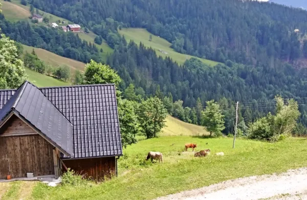 Ob Solčavski panoramski cesti se vrstijo se vrstijo ekološke  in 
turistične kmetije.