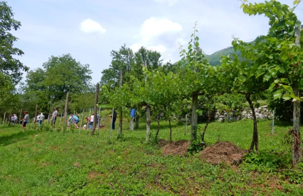 Nasad bo razkril, kaj vse bi še lahko pridelovali v Breginjskem kotu 
in v Posočju.  