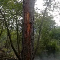 Za 47-letnika je bil v soboto popoldne usoden udar strele. 