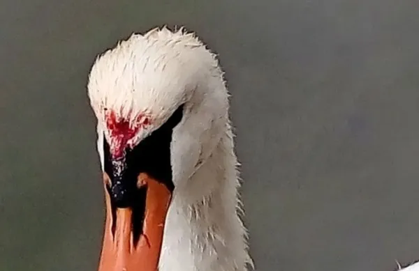 Labodjo samico je nekdo poškodoval po glavi.