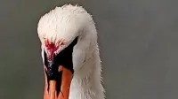 Labodjo samico je nekdo poškodoval po glavi.