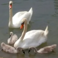 Labodja družina se je naselila v Badaševici. 