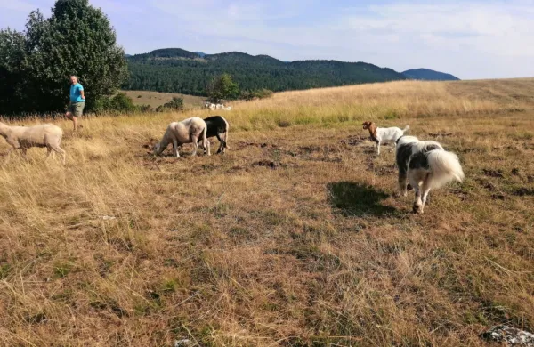 Pastirski psi so bili po napadu povsem izmučeni.