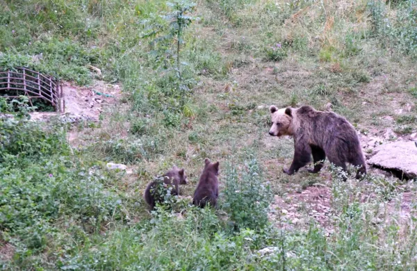 Medveda niso dočakali, je pa prišel jazbec
