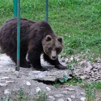 Junija je krmišče obiskal takšen velikan.